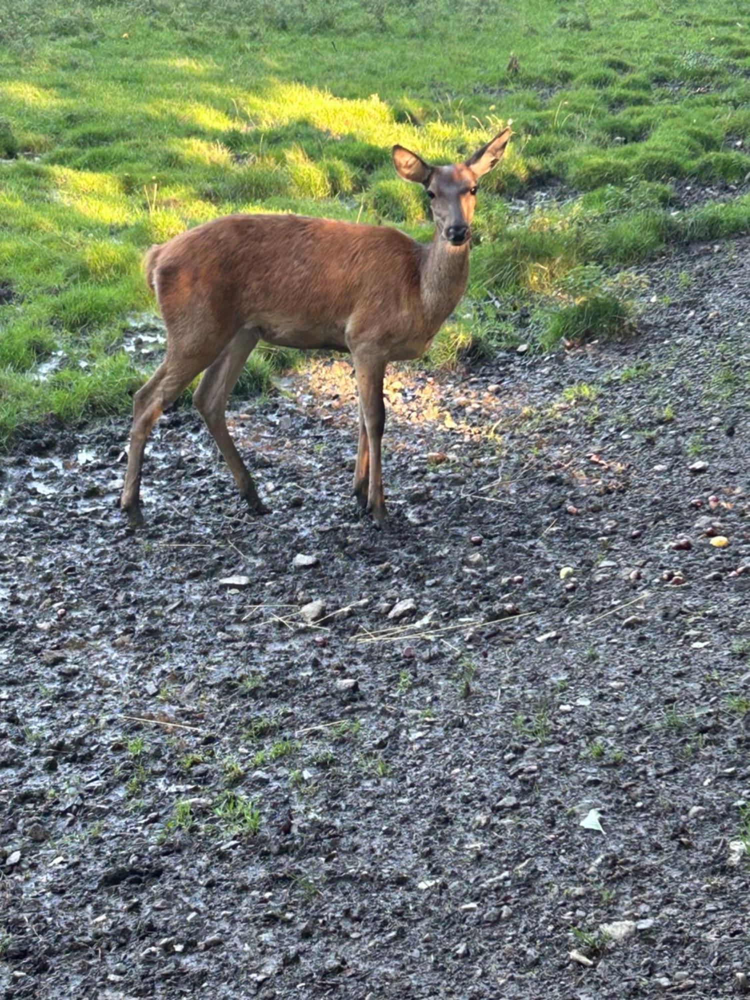 Kleine Auszeit Am Wildgehege Lejlighed Bad Harzburg Eksteriør billede