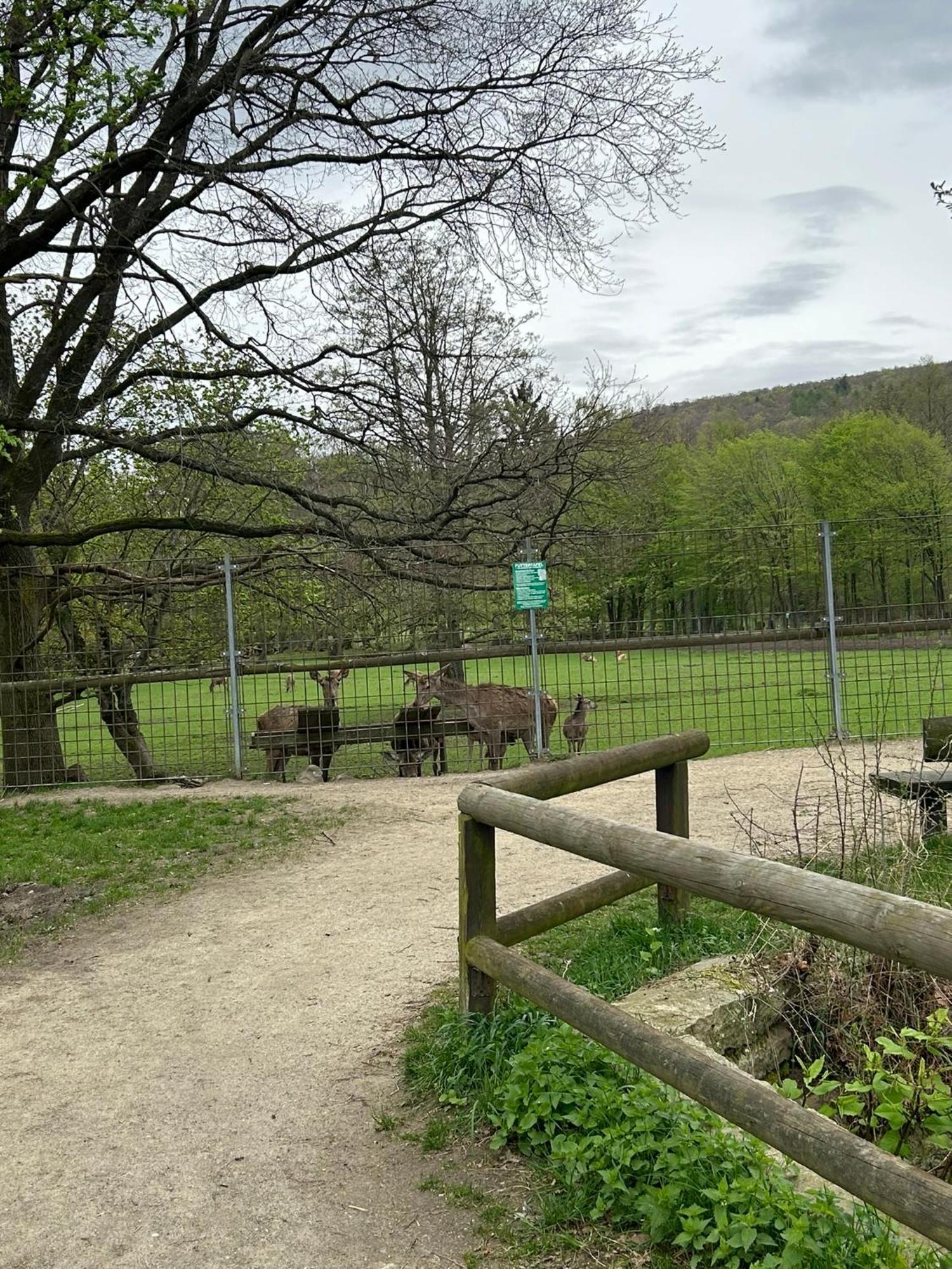 Kleine Auszeit Am Wildgehege Lejlighed Bad Harzburg Eksteriør billede